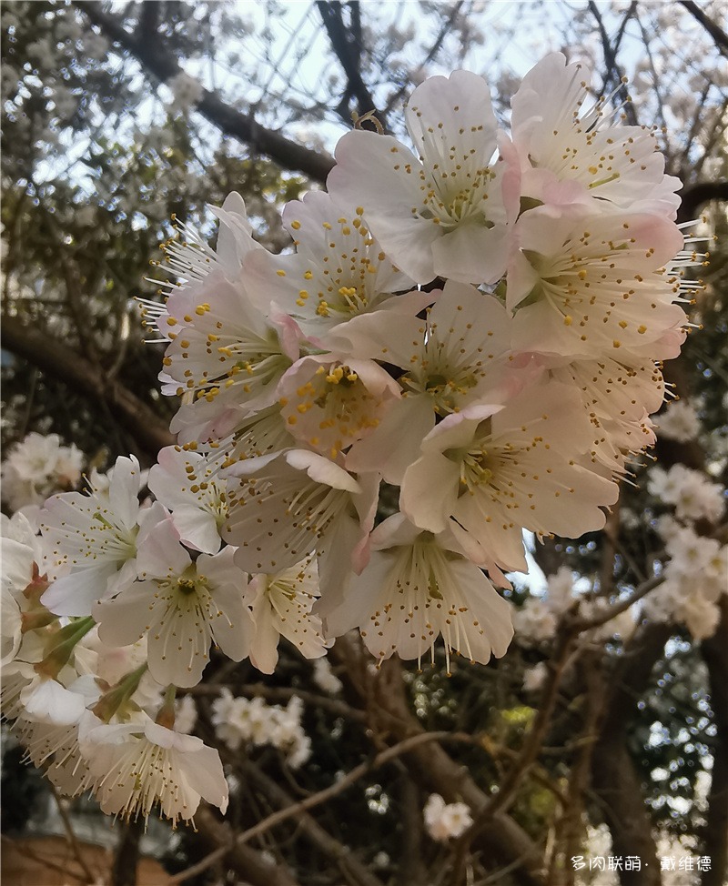 小区院落里盛开的樱桃花