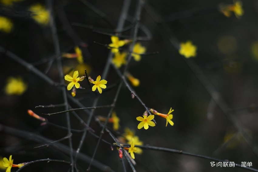 迎春花