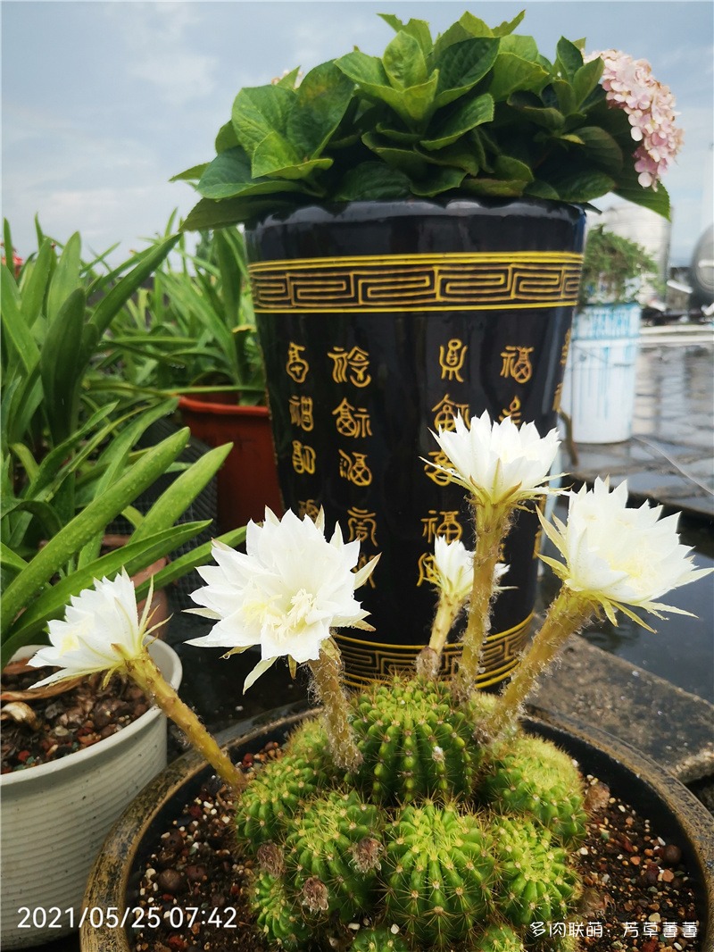 白花草球