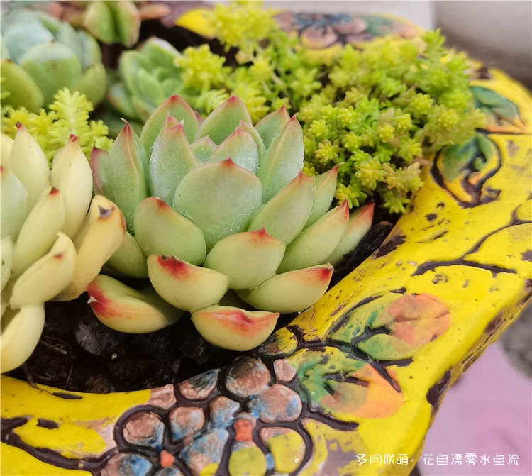 黄金万年草