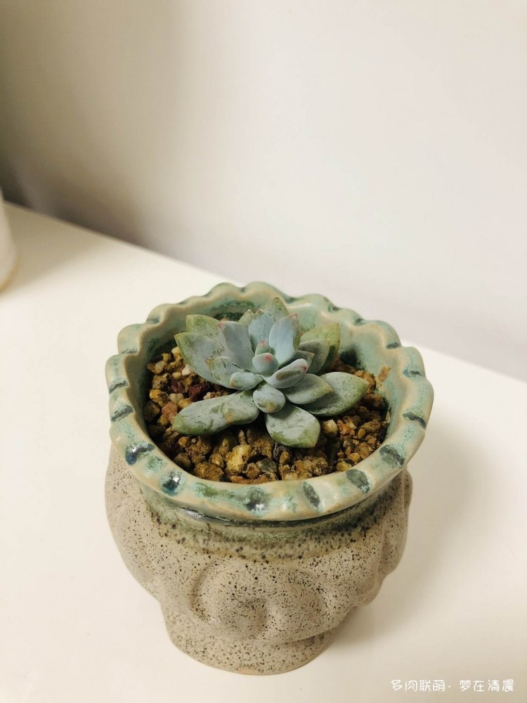怀念，是今日的多肉