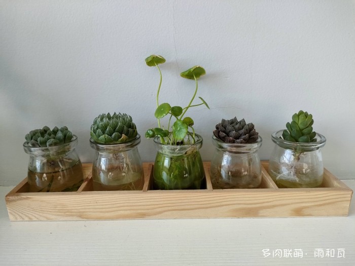 陪伴一年的多肉