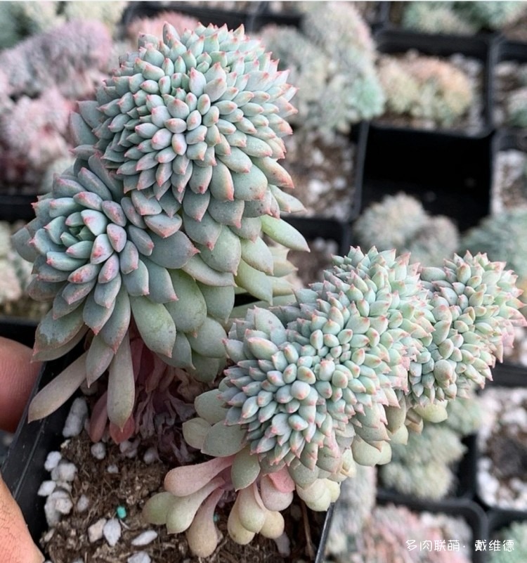 莱恩小精灵缀化