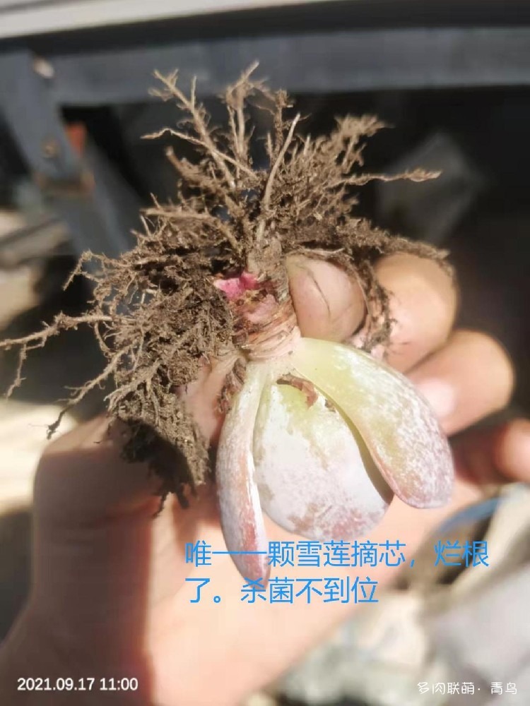 拟石莲属摘芯