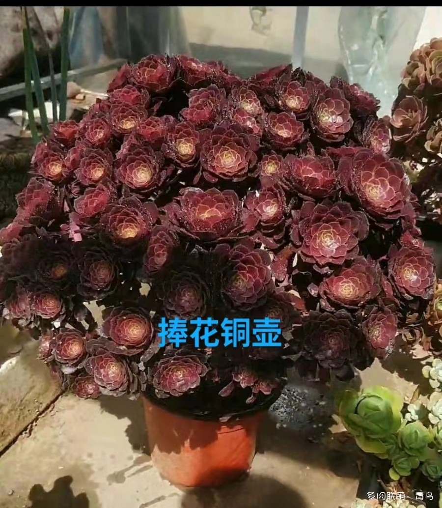 摘芯促多肉爆芽