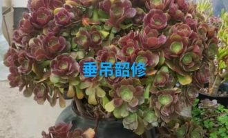 【技术贴】摘芯促多肉再生长