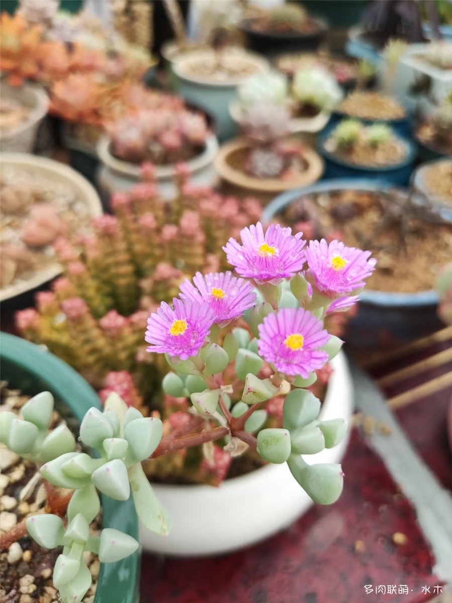 白凤菊