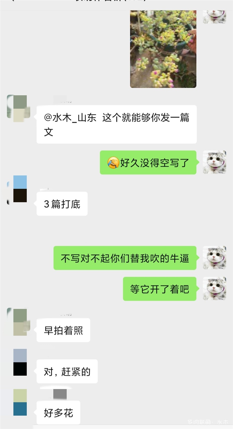 白凤菊