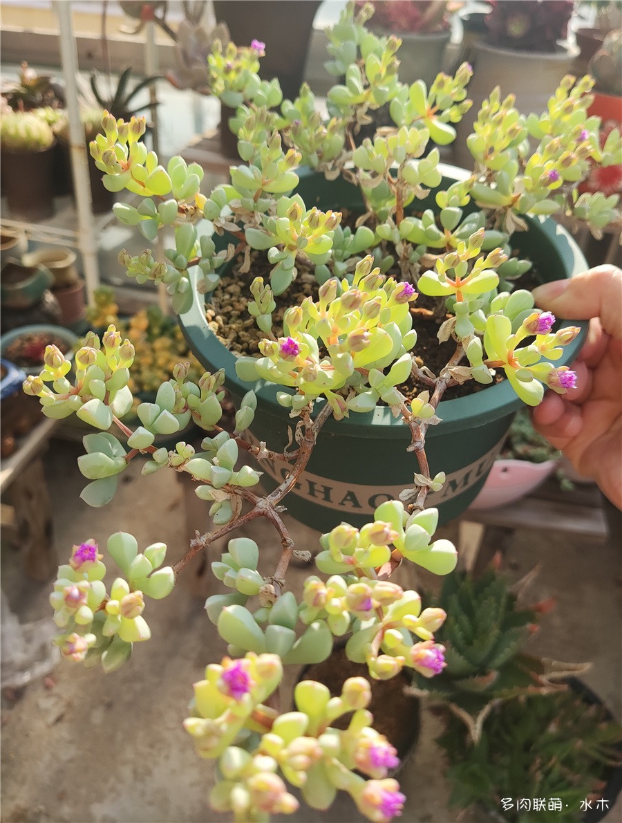 白凤菊