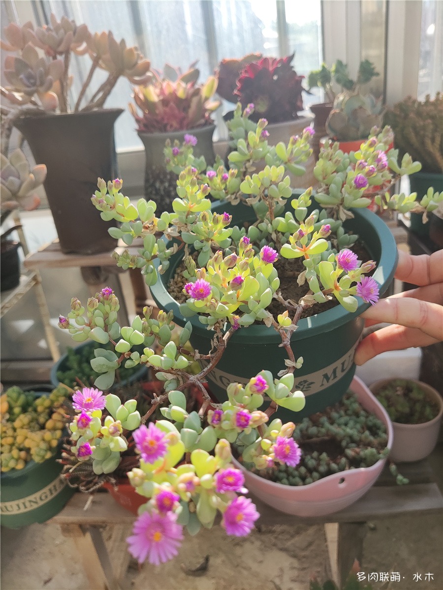 白凤菊