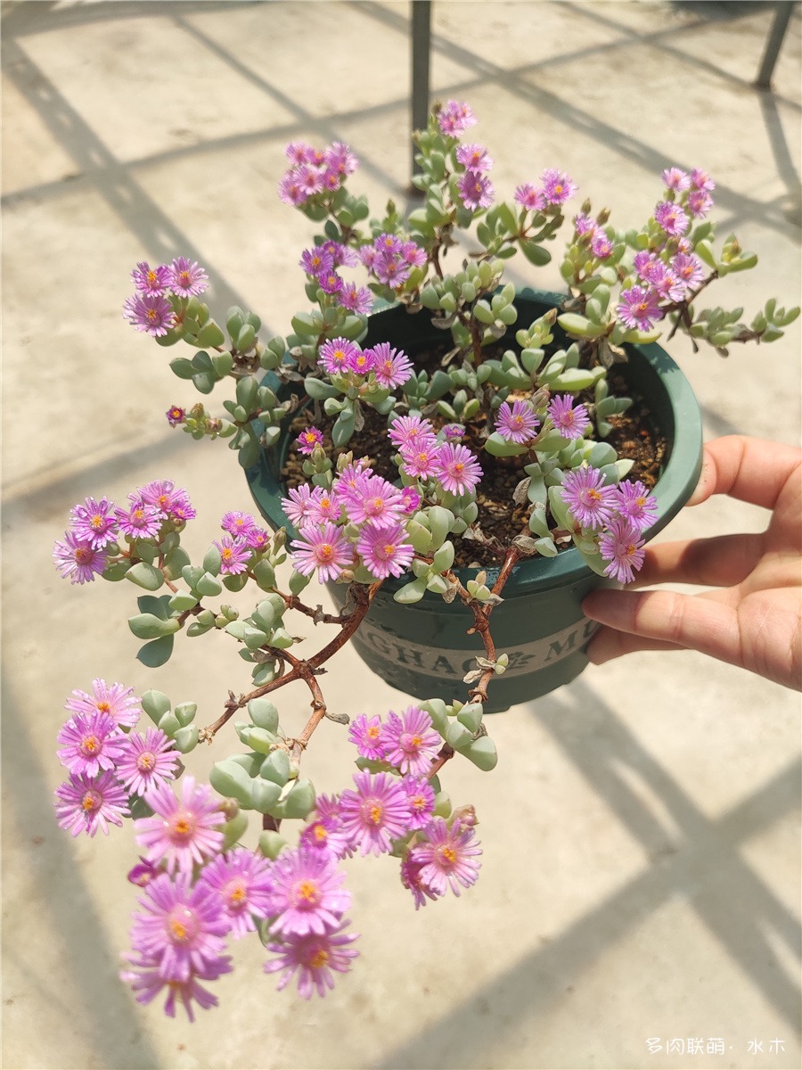 白凤菊