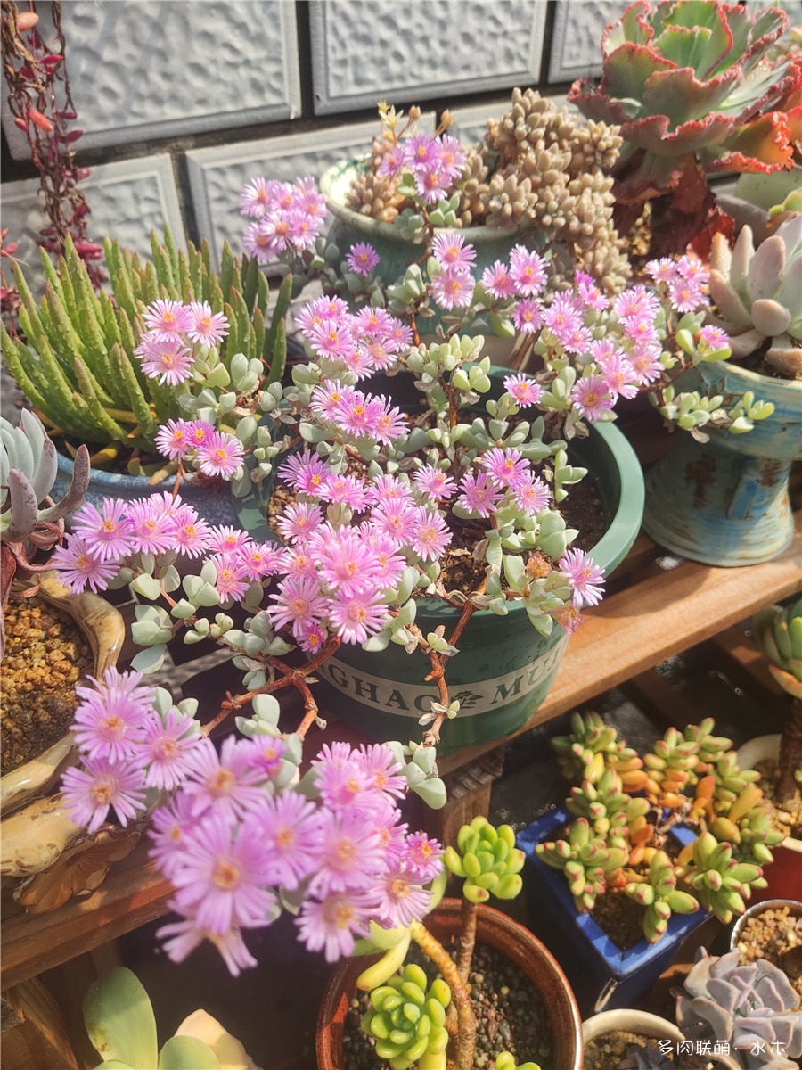 白凤菊开花
