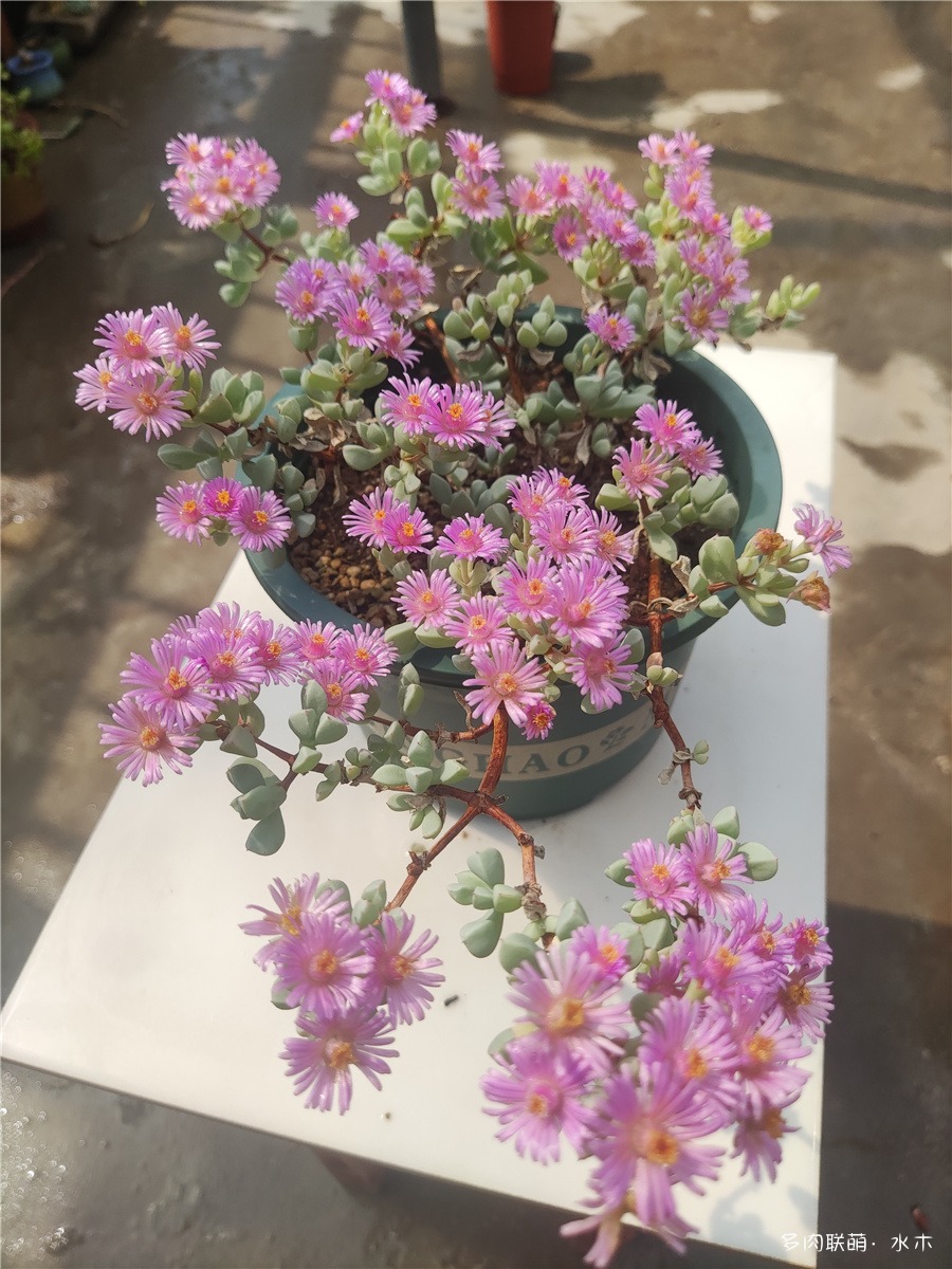 白凤菊开花
