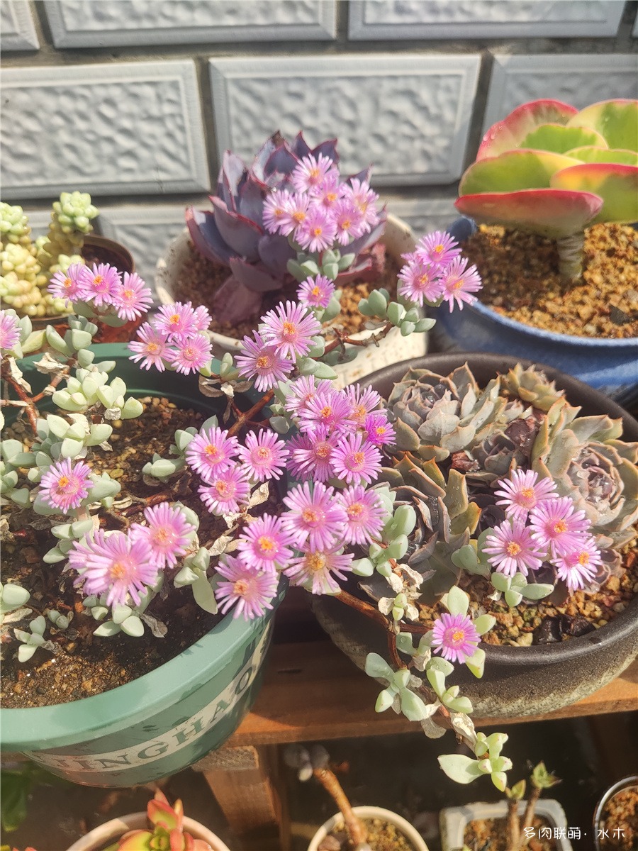 白凤菊开花