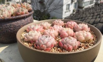 白海，白月影杂海琳娜