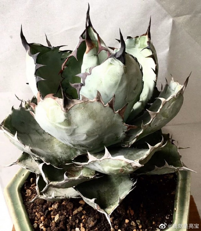 白鲸