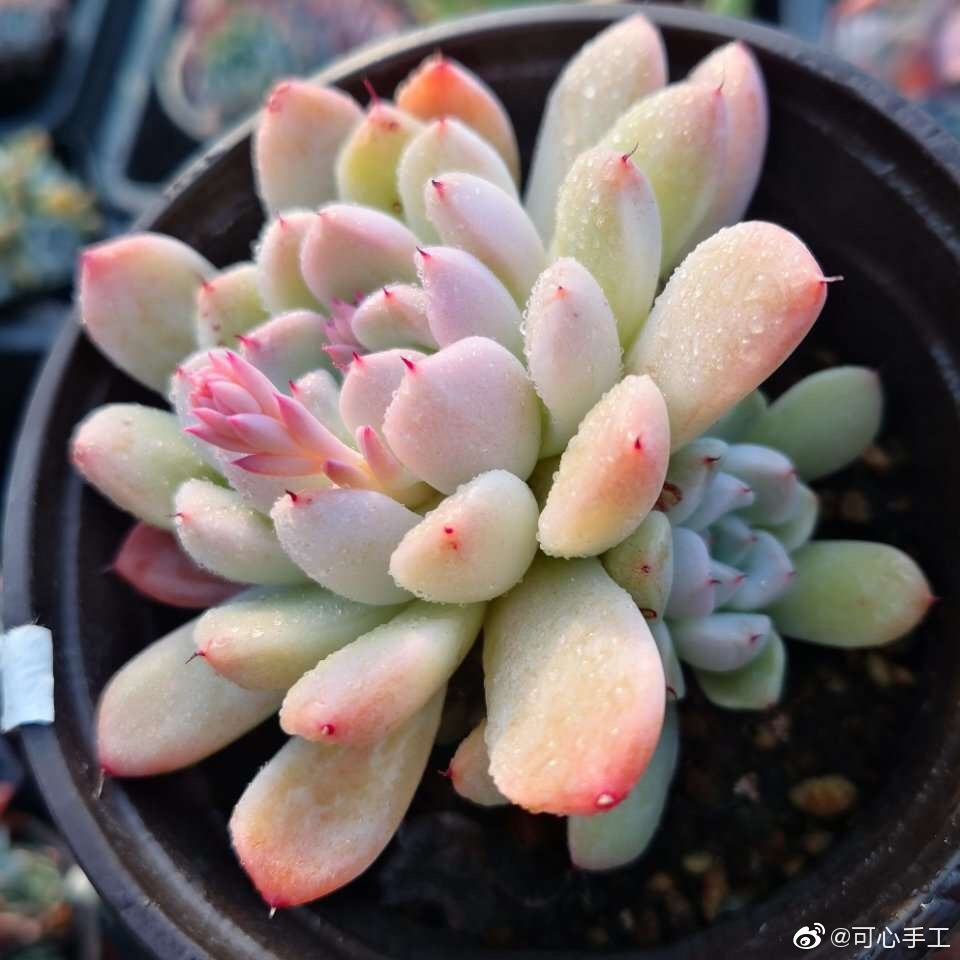 白鲸