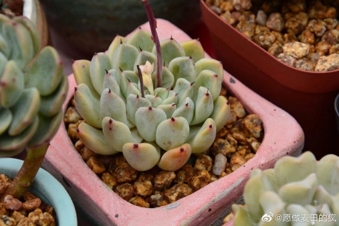 白鲸