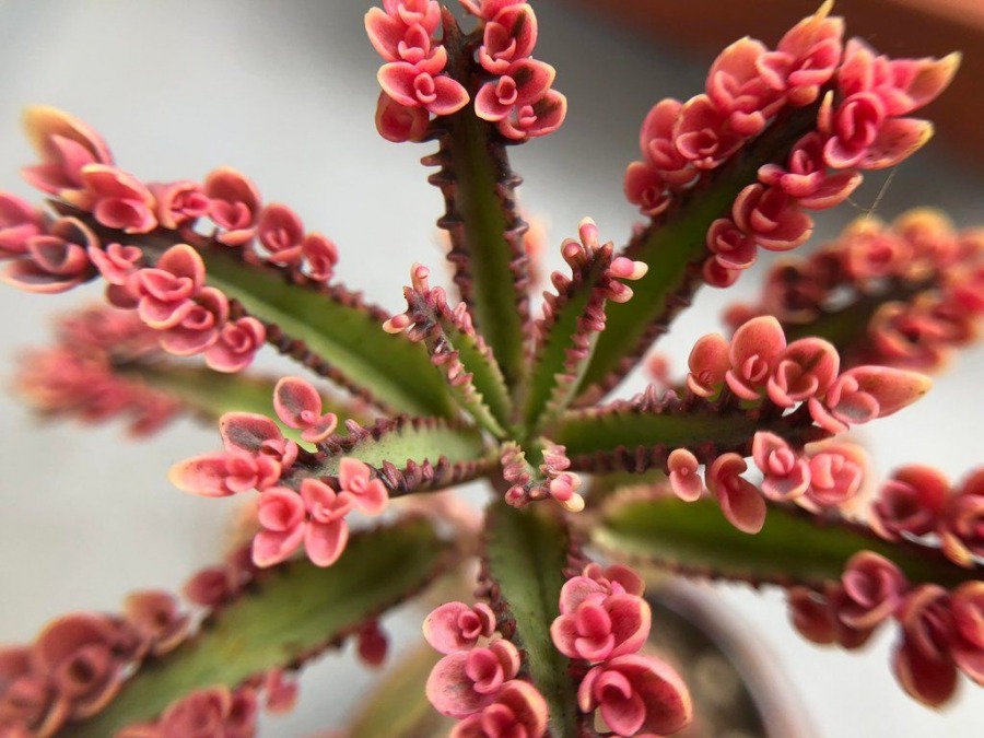 Kalanchoe 'Pink Butterflies' 粉蝶