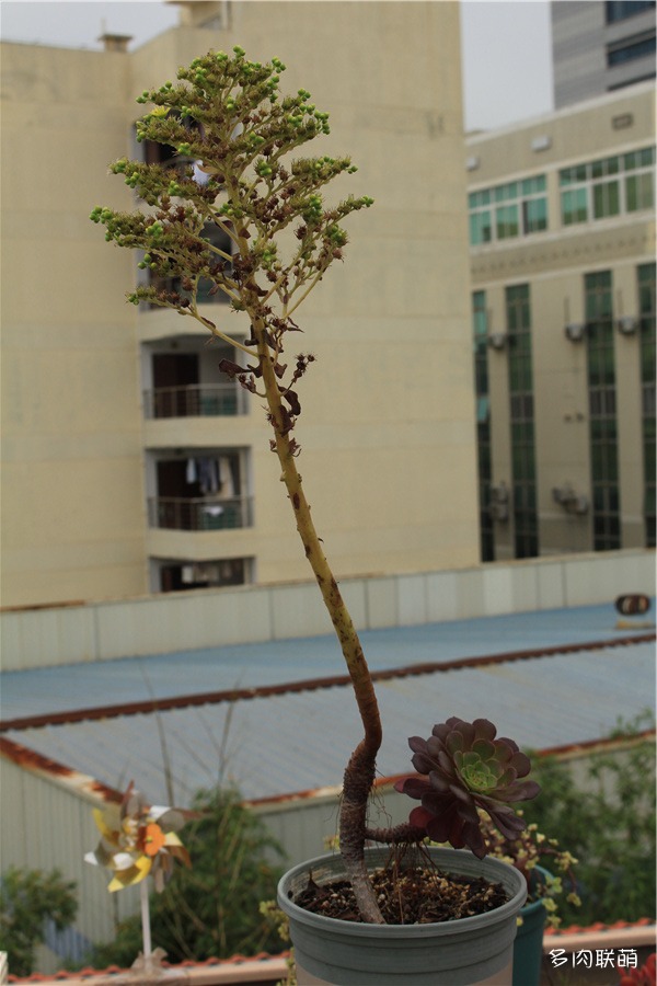 黑法师开花