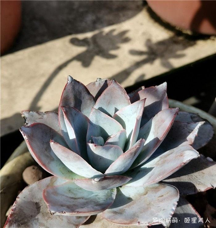 广寒宫 Echeveria cante