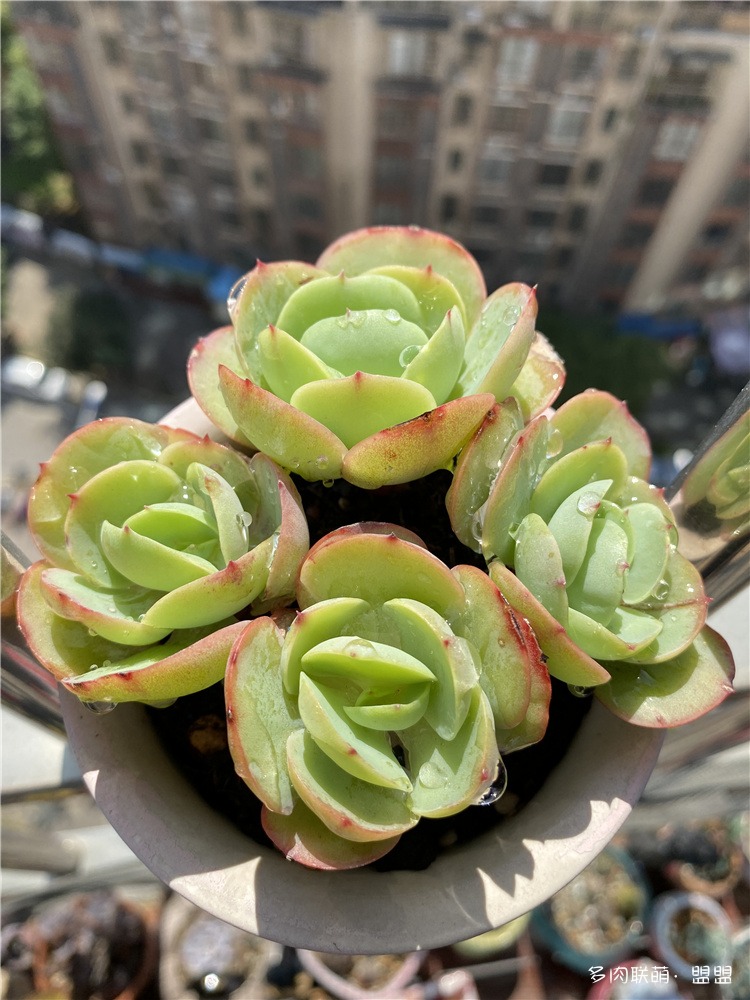 碧桃