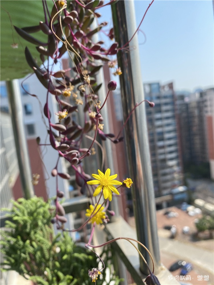 紫玄月
