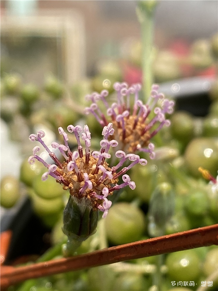 佛珠的花