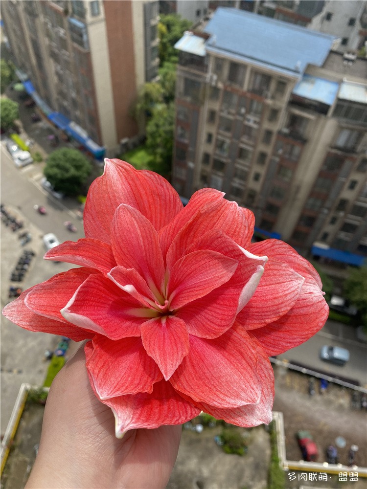 洋朱双梦