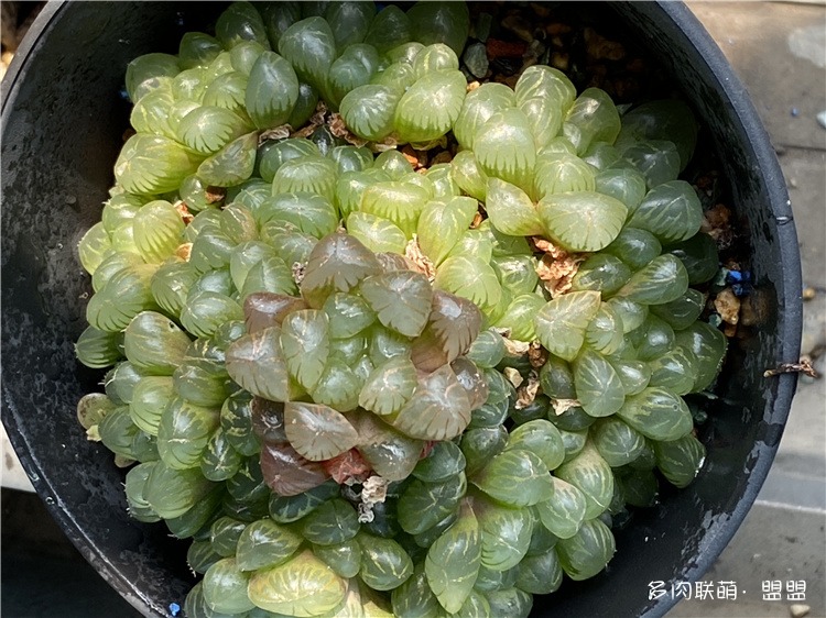 玉露