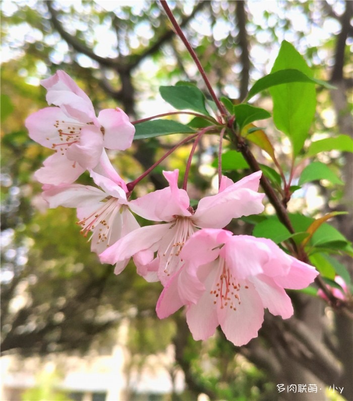 垂丝海棠