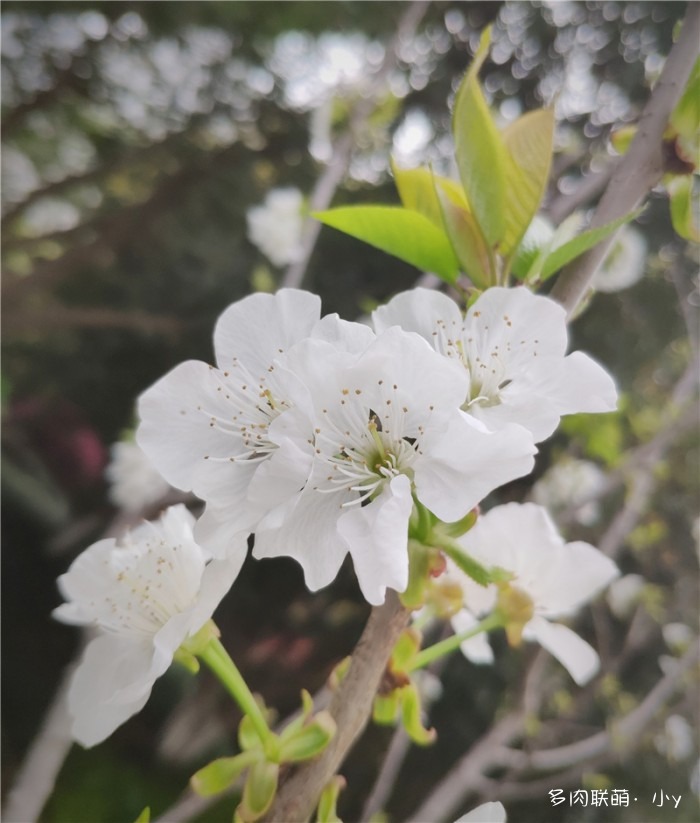 垂丝海棠