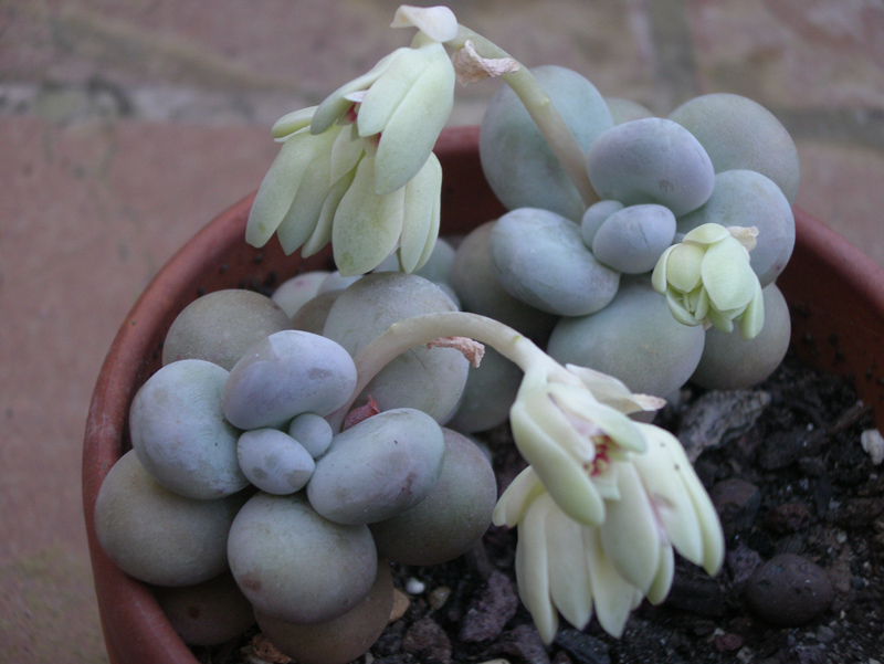 鸡蛋美人  Pachyphytum oviferum