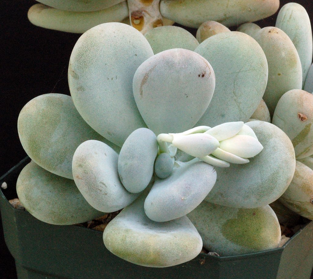 鸡蛋美人  Pachyphytum oviferum