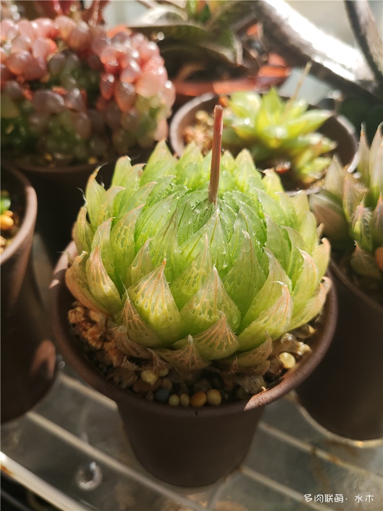 樱水晶