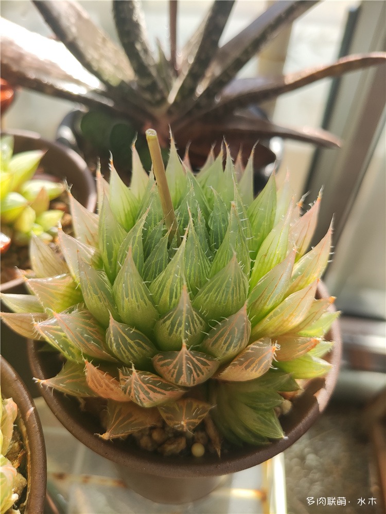樱水晶