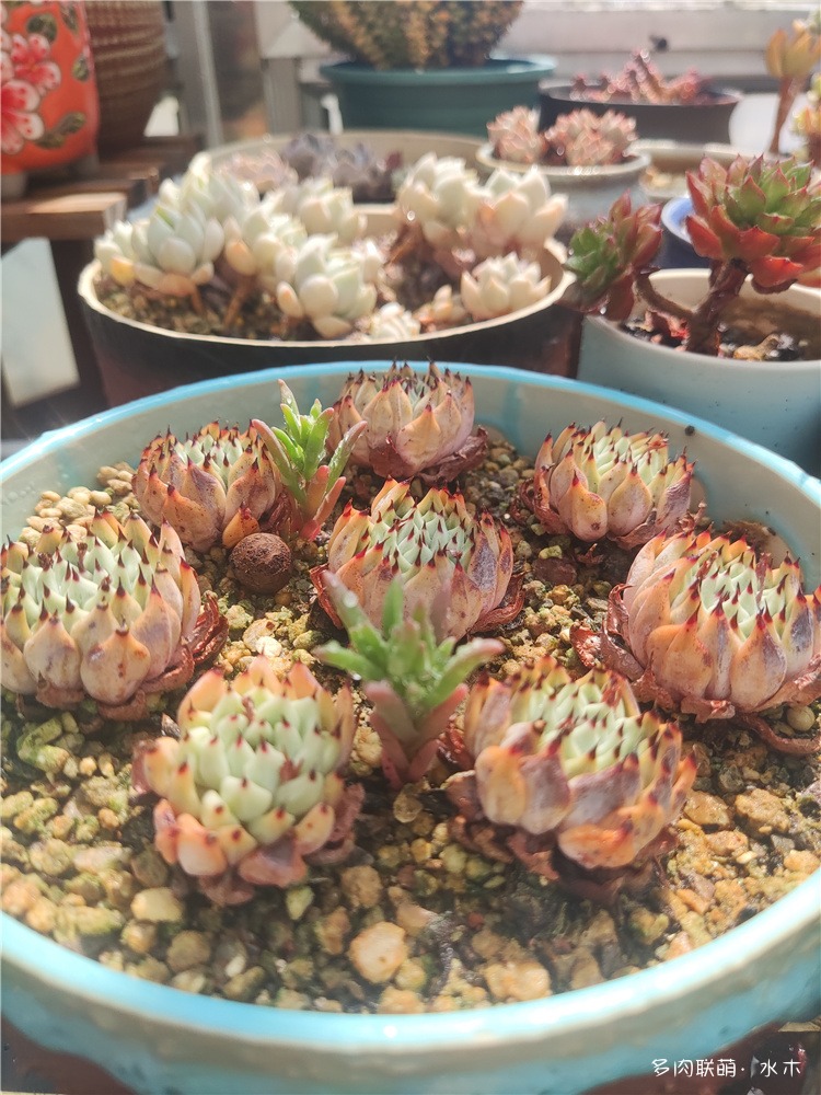 绿爪