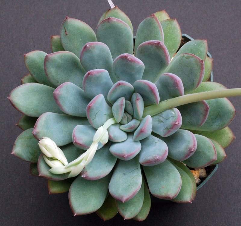 迈达斯国王 xPachyveria 'King Midas'