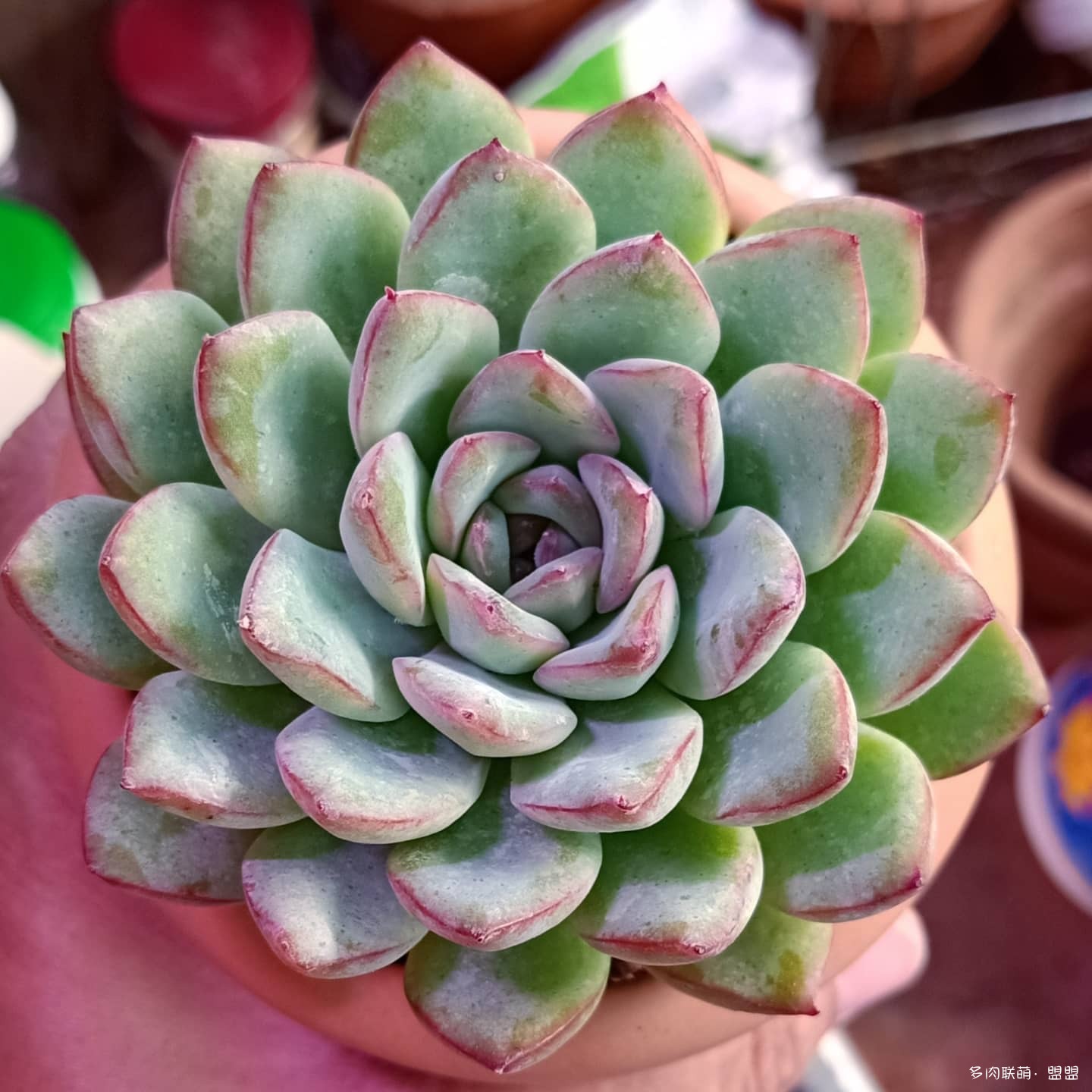 迈达斯国王 xPachyveria 'King Midas'