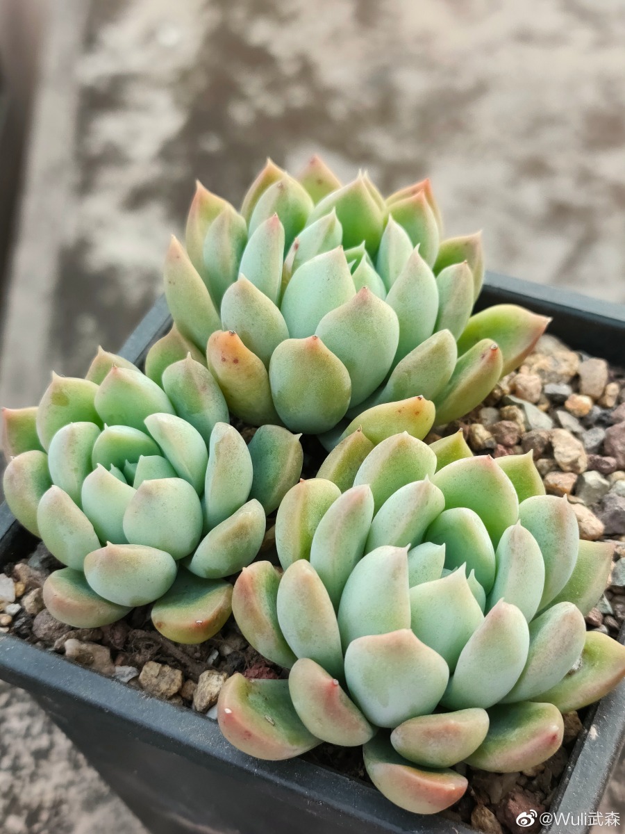 迈达斯国王 xPachyveria 'King Midas'