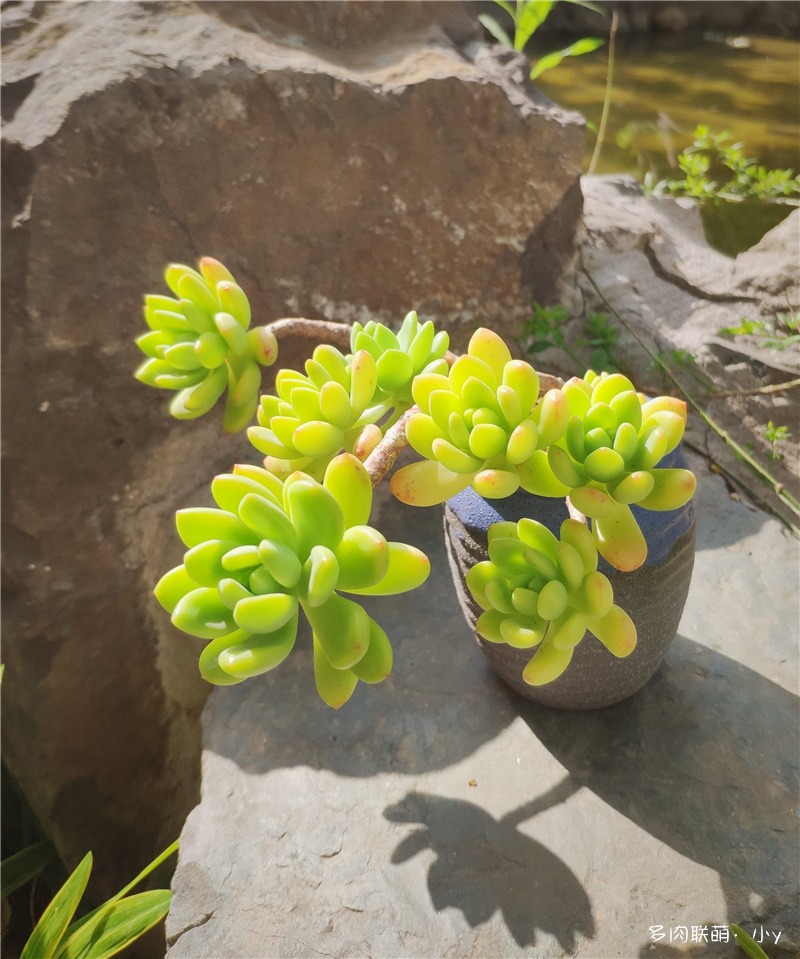春萌