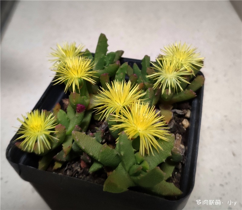 芳香波