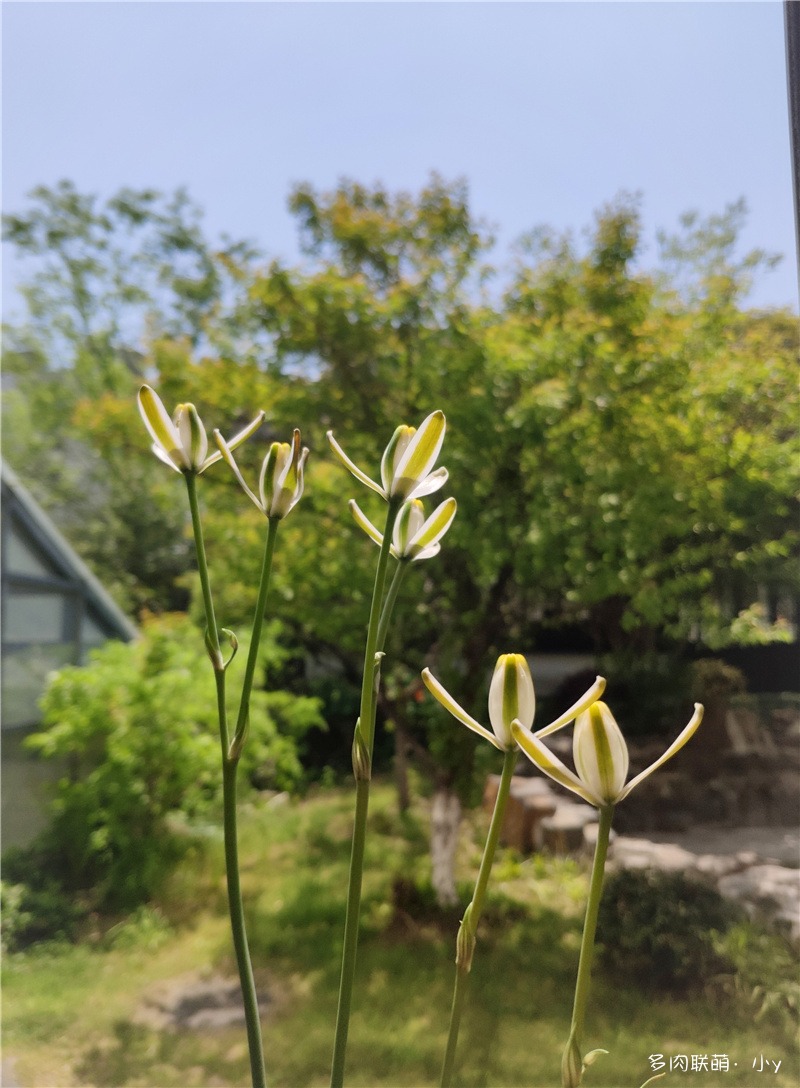 香水兰（小苍角殿）