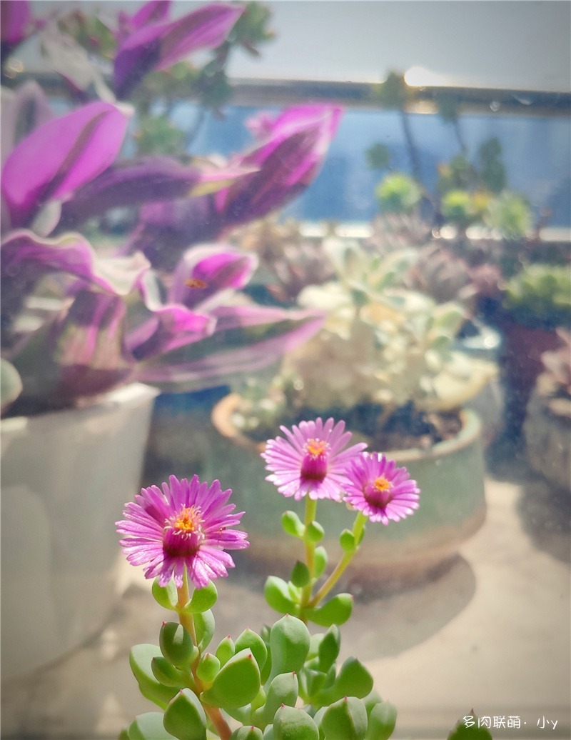 白凤菊