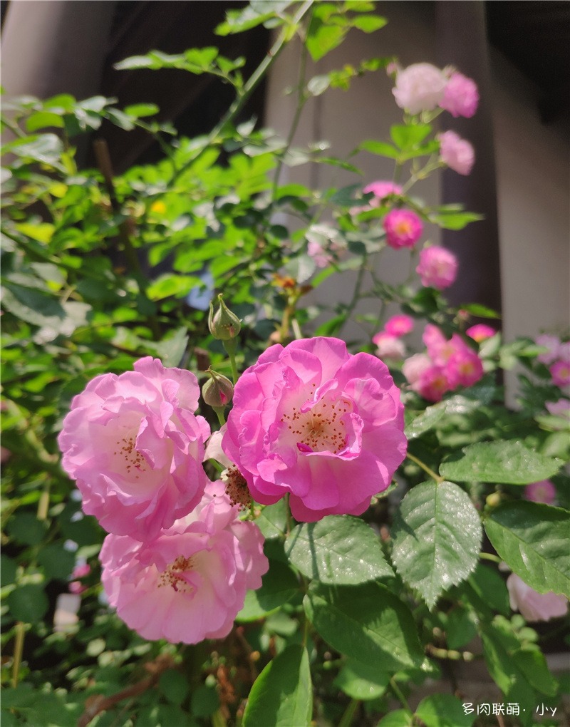 蔷薇