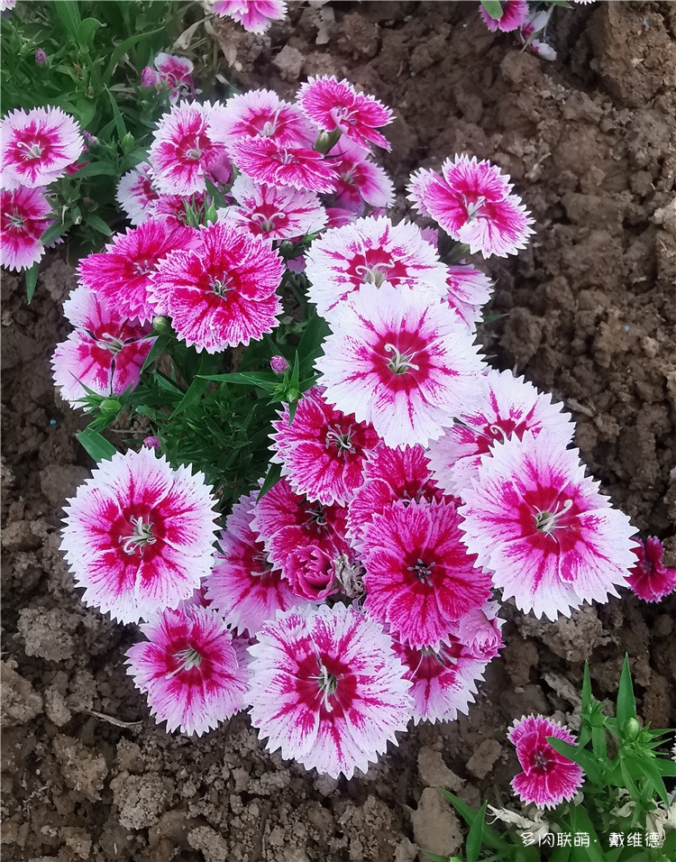 石竹花
