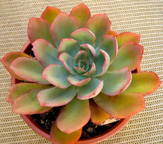 西娜 Echeveria 'Sheena'