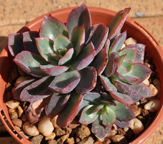 西娜 Echeveria 'Sheena'