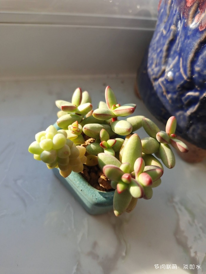 小天狗