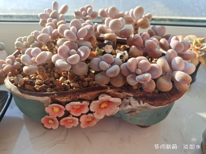 喝一杯咖啡，看手机里的多肉